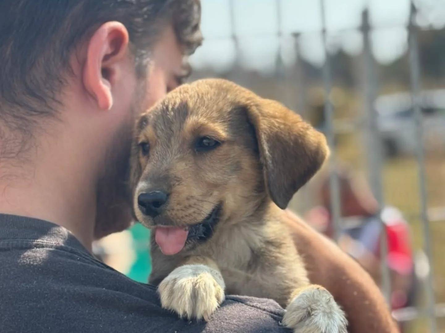 Adotta un cane, femmina, 2 mesi, Latina