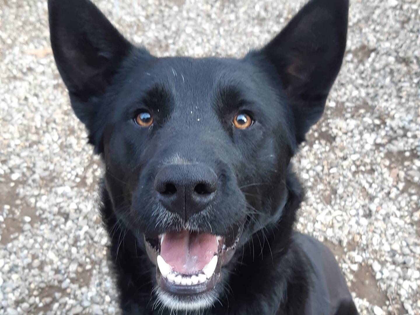 Adozione cane, maschio, Razza sconosciuta Razza sconosciuta, 3 anni e 11 mesi, taglia media, Firenze