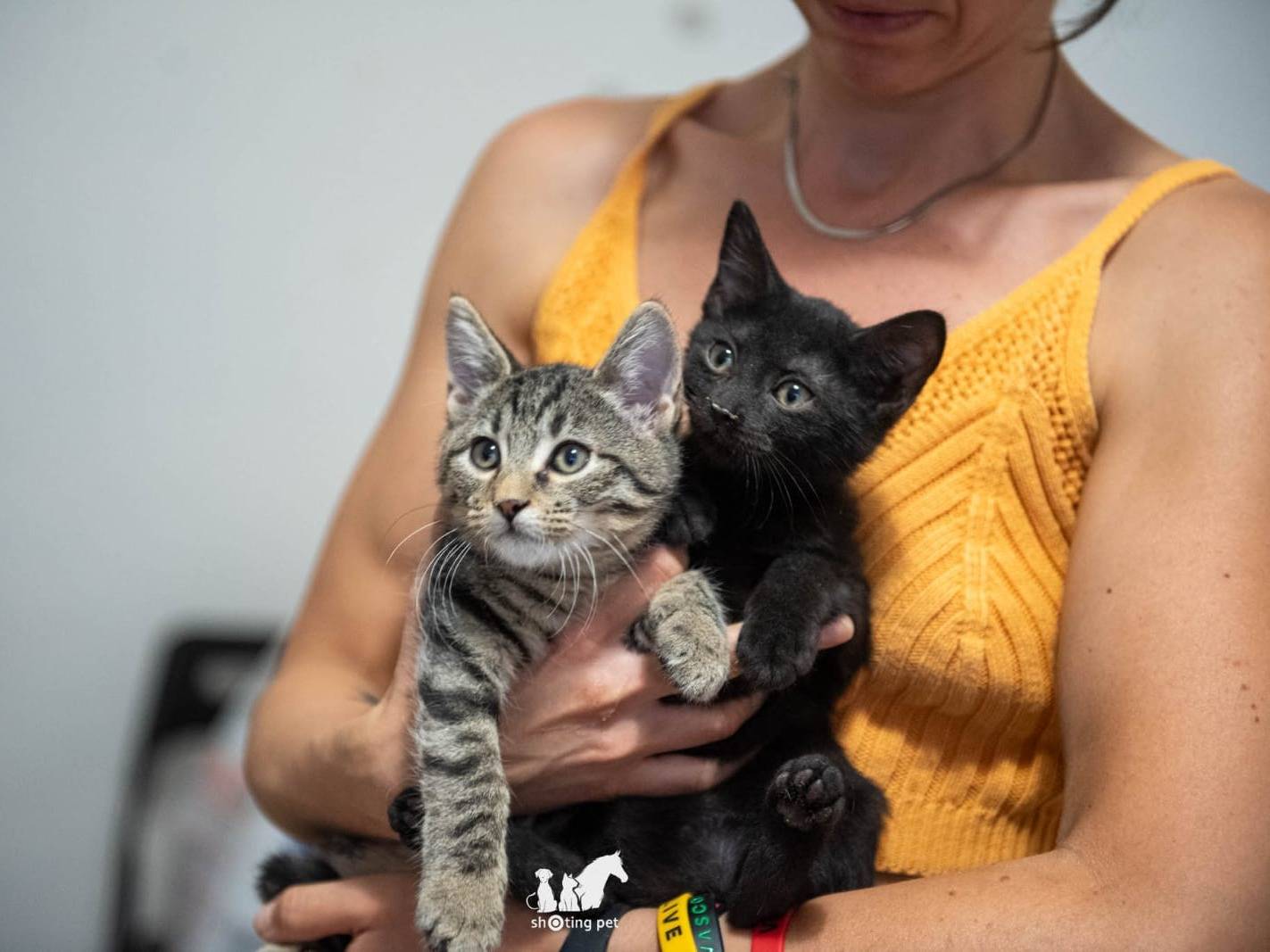Adozione gatto, femmina, Razza sconosciuta Razza sconosciuta, 3 mesi, taglia non valida, Milano