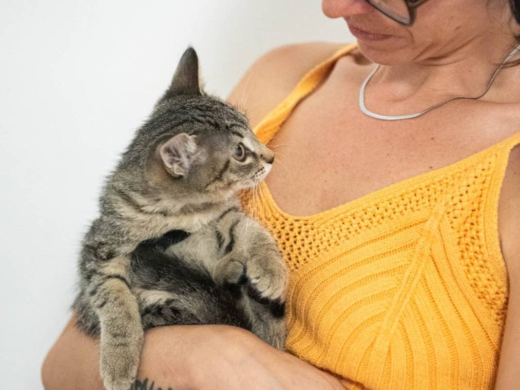 Adotta un gatto, femmina, 3 mesi, Milano