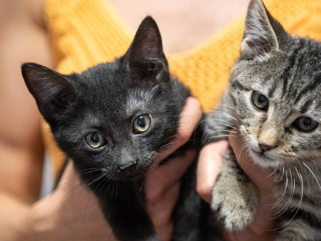 Adotta un gatto, taglia non valida, femmina, Milano