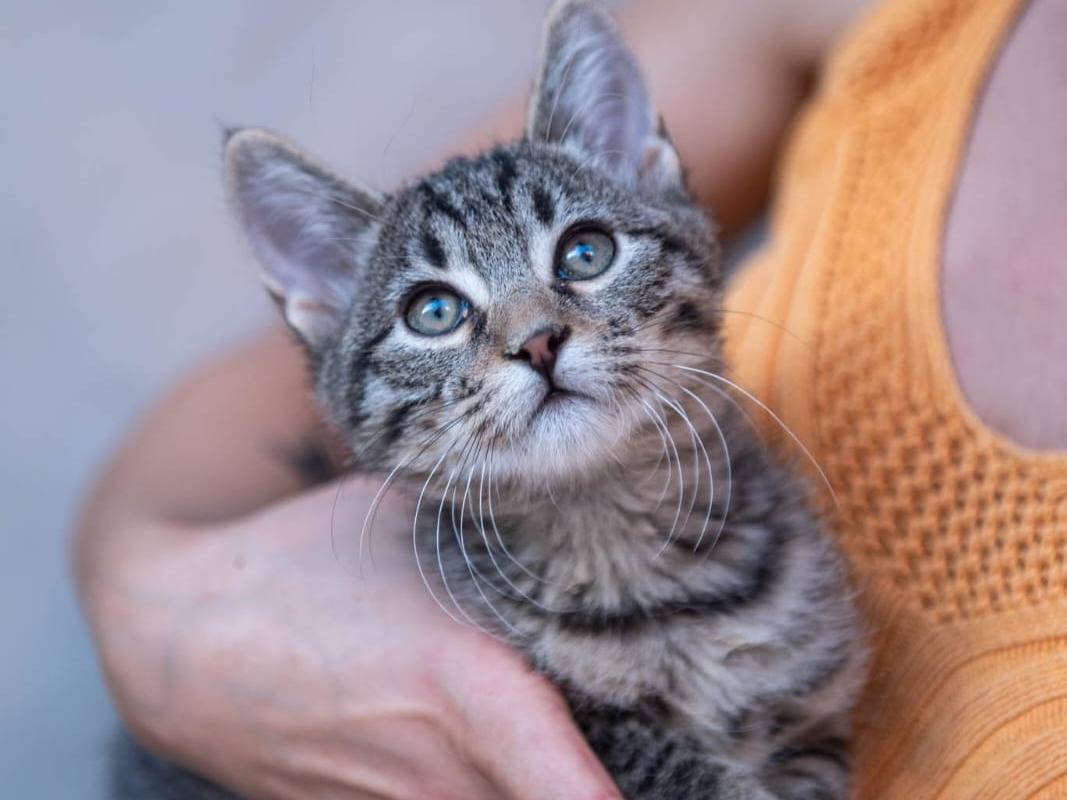 Vuoi adottare un gatto a Milano?