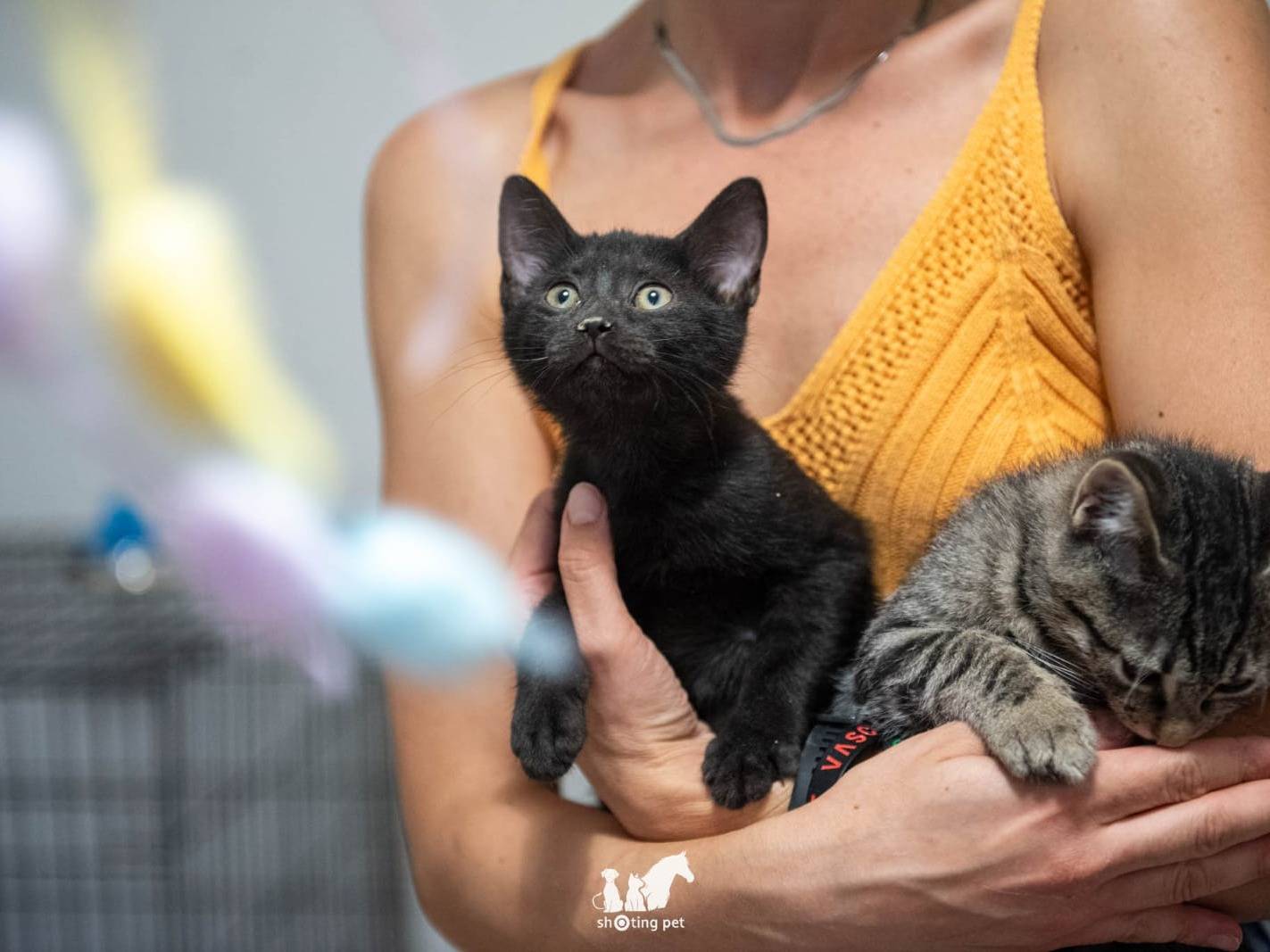 Adotta il gatto Sally Carrera  Saetta McQueen a Milano