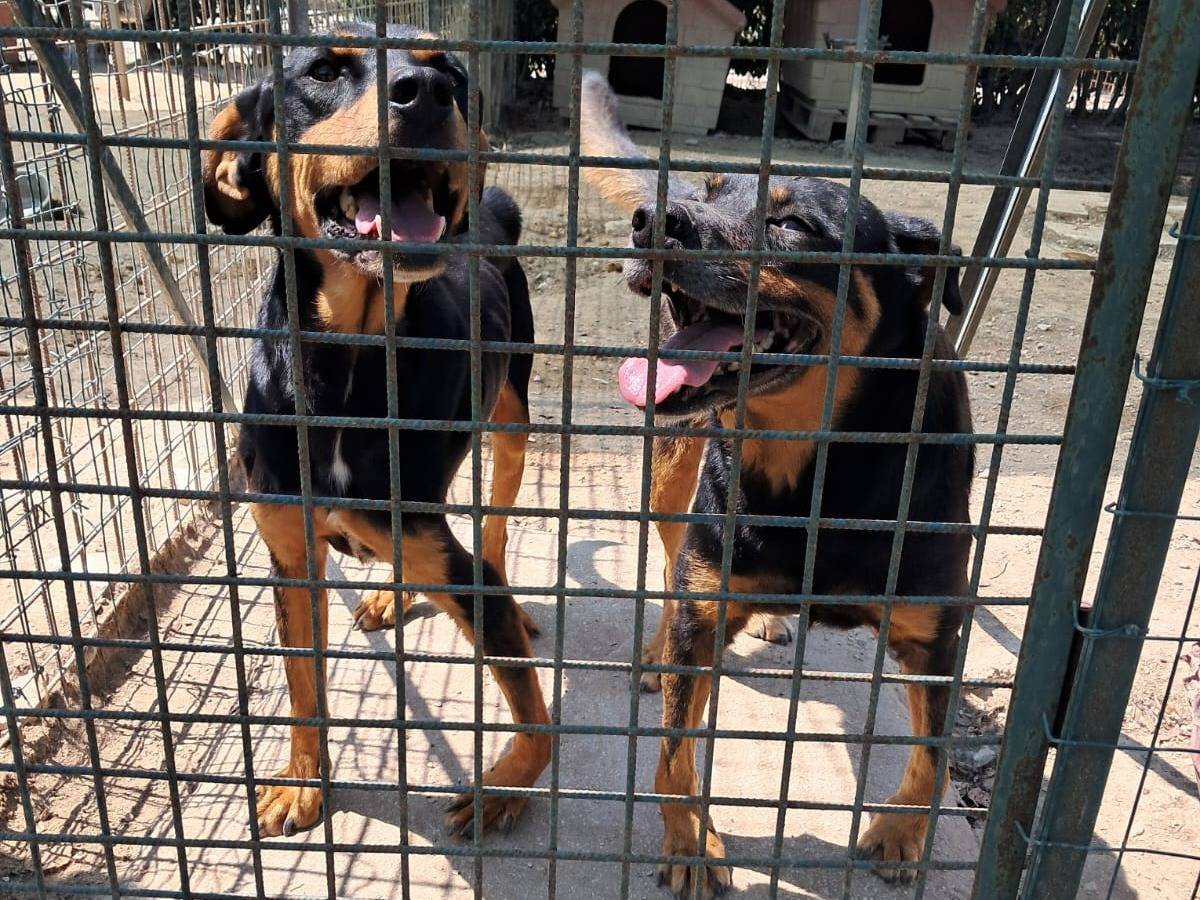 Adozione cane, maschio, Rottweiler Razza sconosciuta, 2 mesi, taglia media, Vicenza