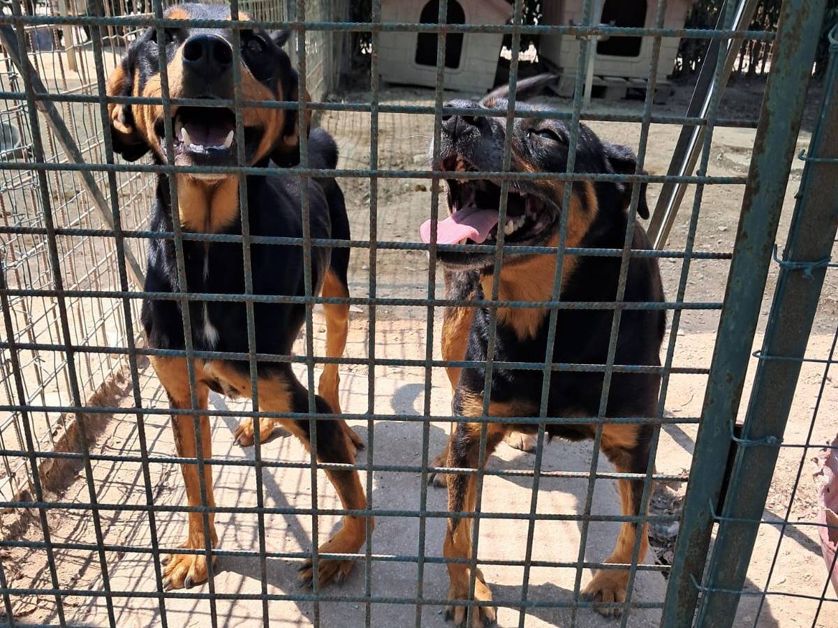 Adotta un cane, maschio, 2 mesi, Vicenza