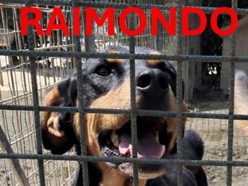 Adotta un cane, taglia media, maschio, Vicenza