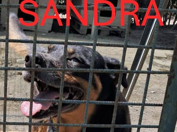 Vuoi adottare un cane a Vicenza?
