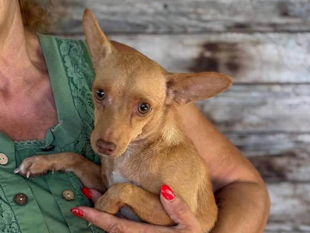Adozione cane, femmina, Pinscher Razza sconosciuta, 1 anno, taglia piccola, Latina