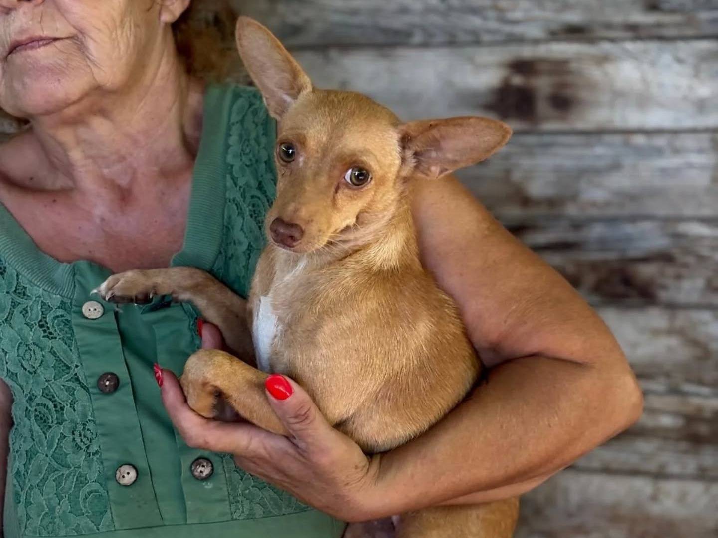 Adotta un cane, femmina, 1 anno, Latina