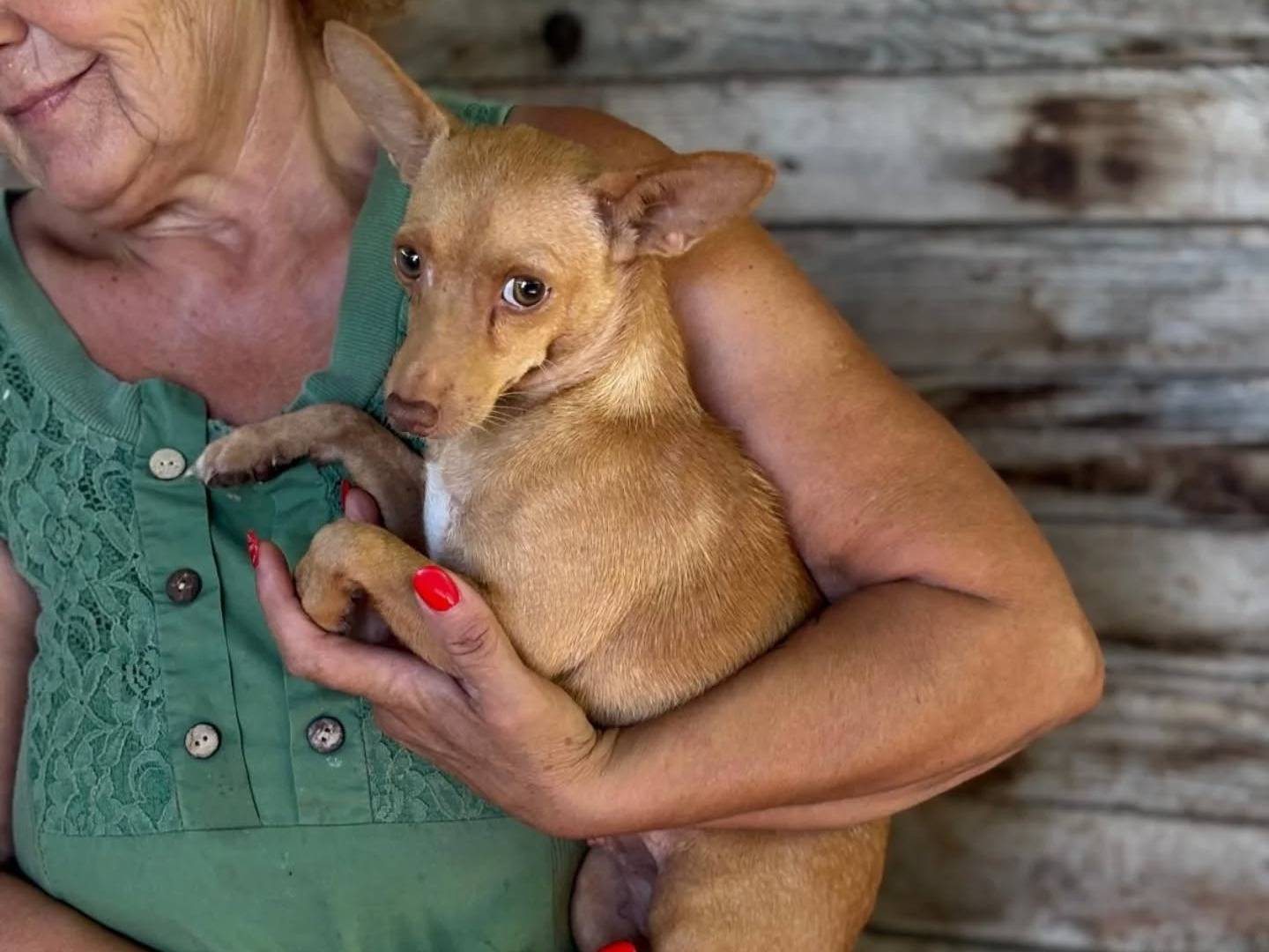Adotta un cane, taglia piccola, femmina, Latina