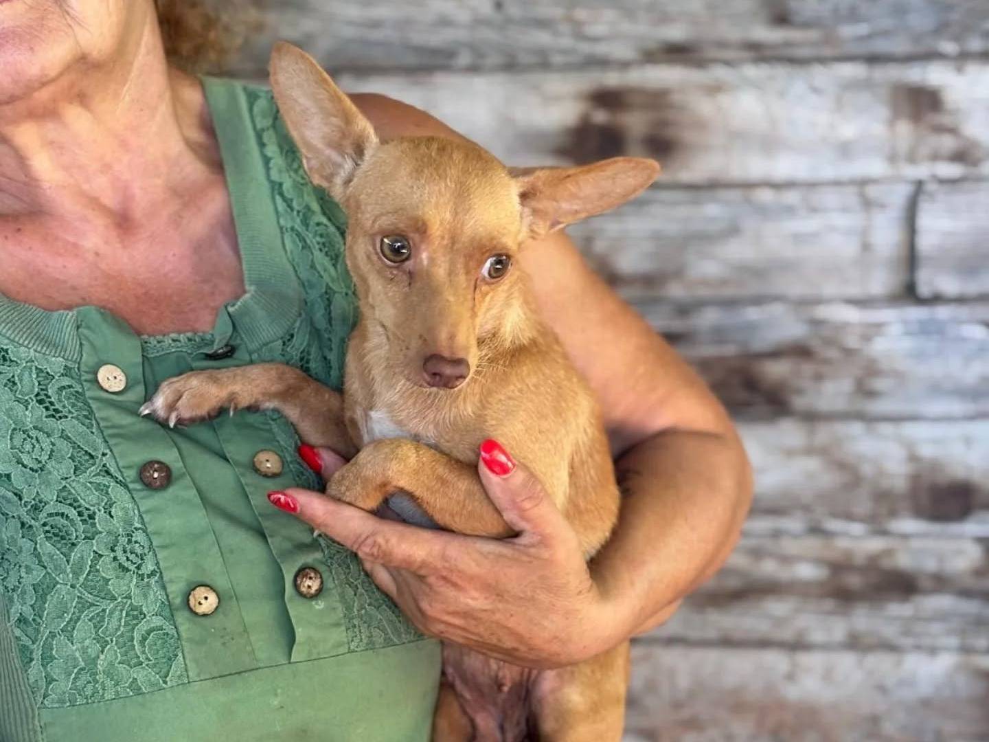 Vuoi adottare un cane a Latina?