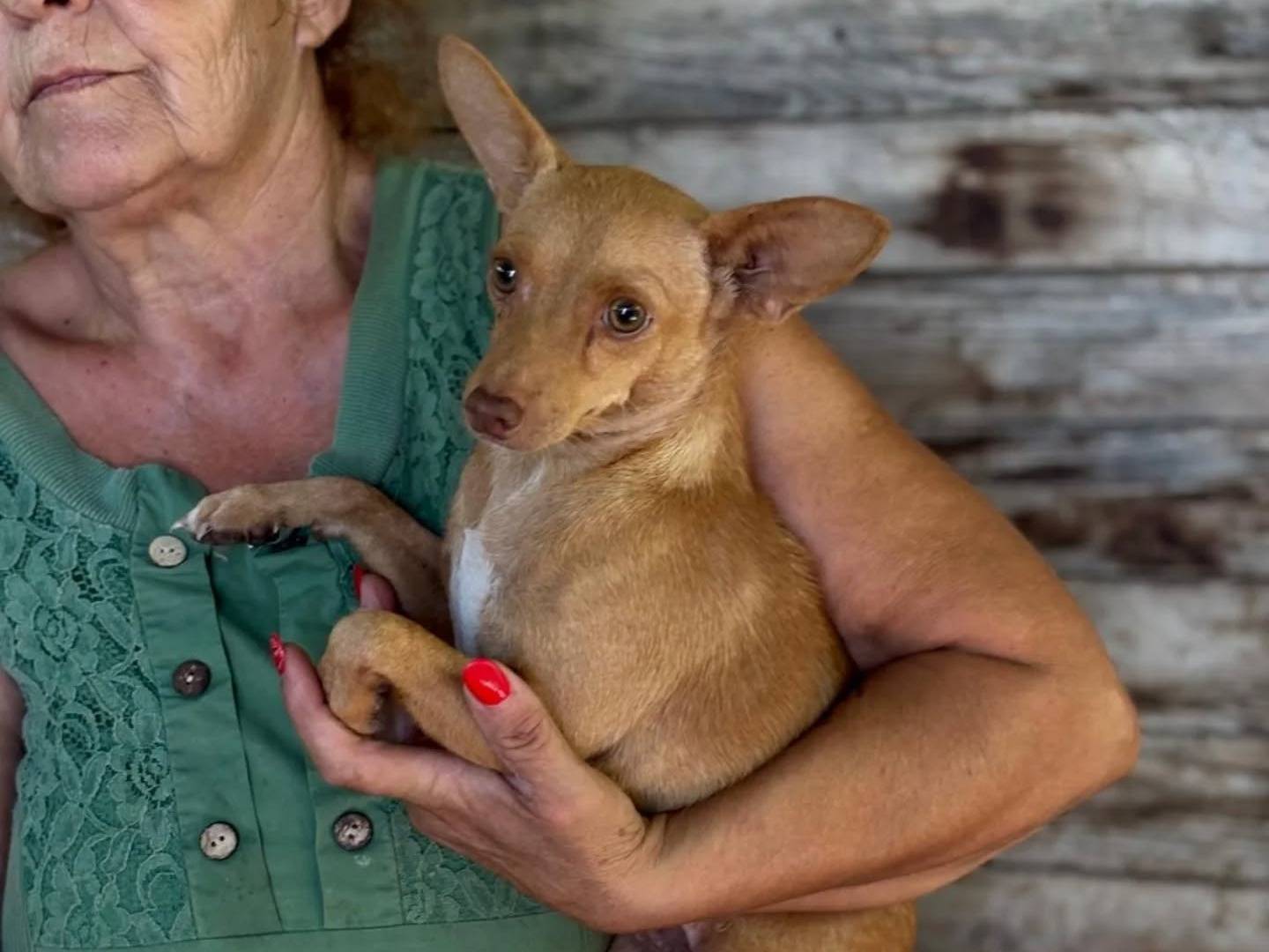 Adotta il cane Melissa a Latina