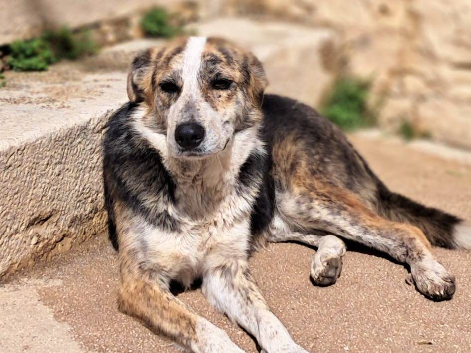 Adozione cane, maschio, Razza sconosciuta Razza sconosciuta, 2 anni, taglia media, Belluno