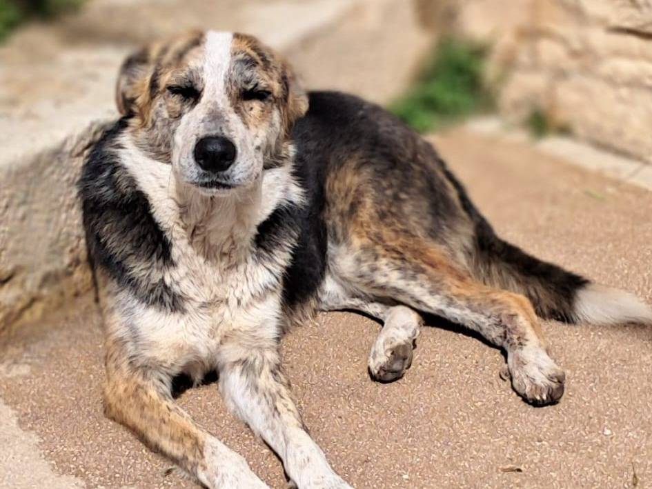 Adotta un cane, maschio, 2 anni, Belluno