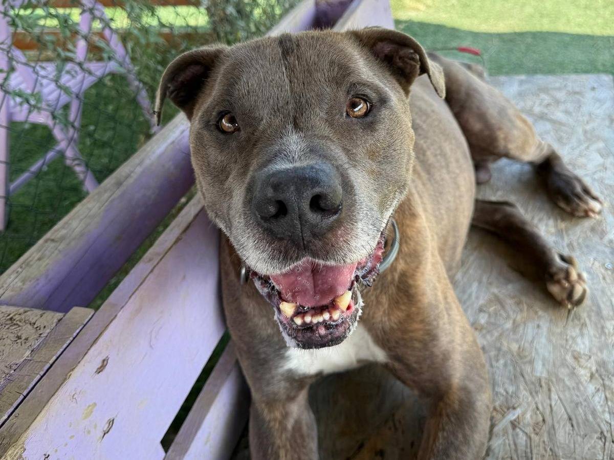 Adozione cane, maschio, Razza sconosciuta Razza sconosciuta, 7 anni e 3 mesi, taglia grande, Pisa