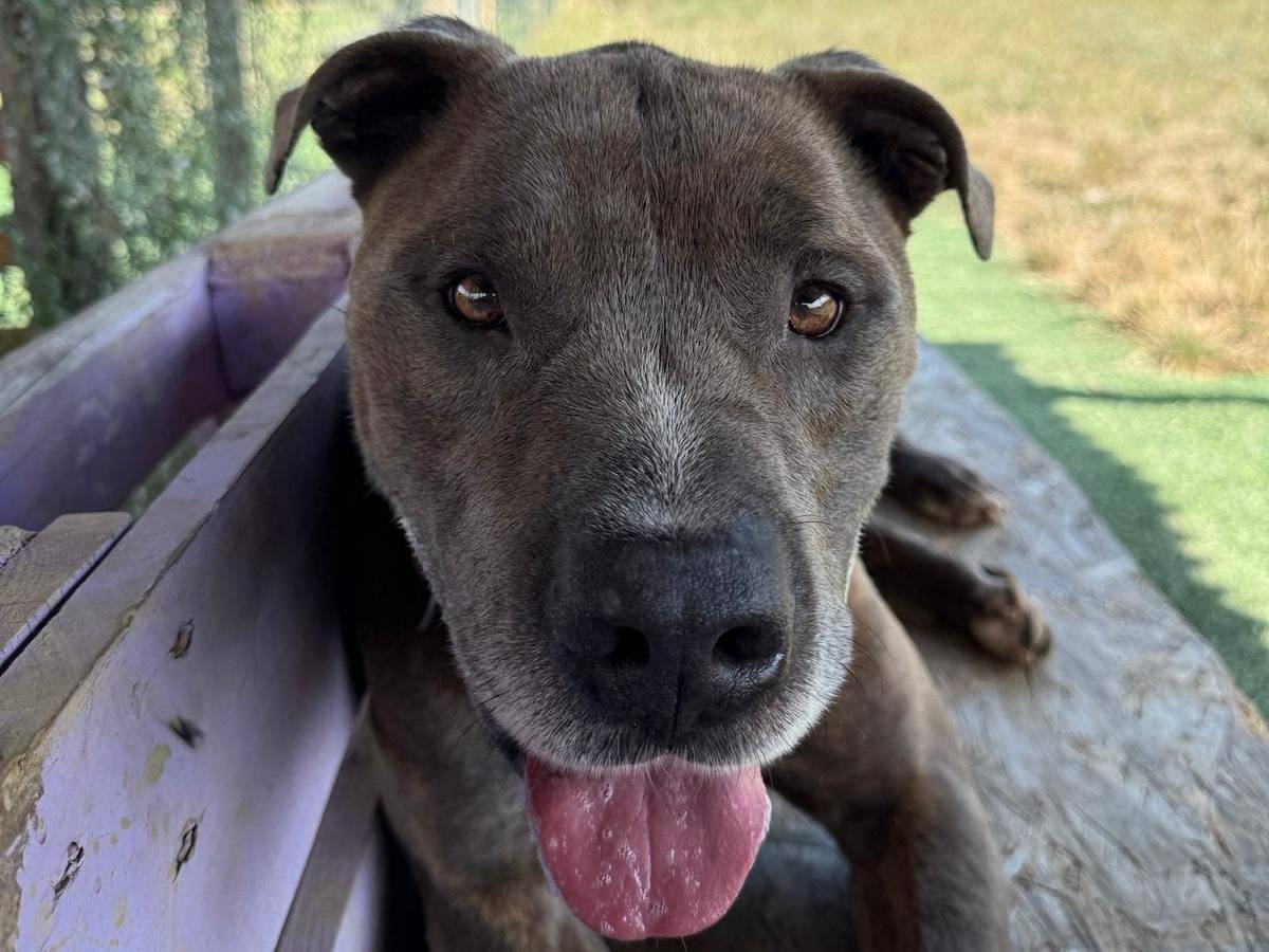Adotta un cane, maschio, 7 anni e 3 mesi, Pisa