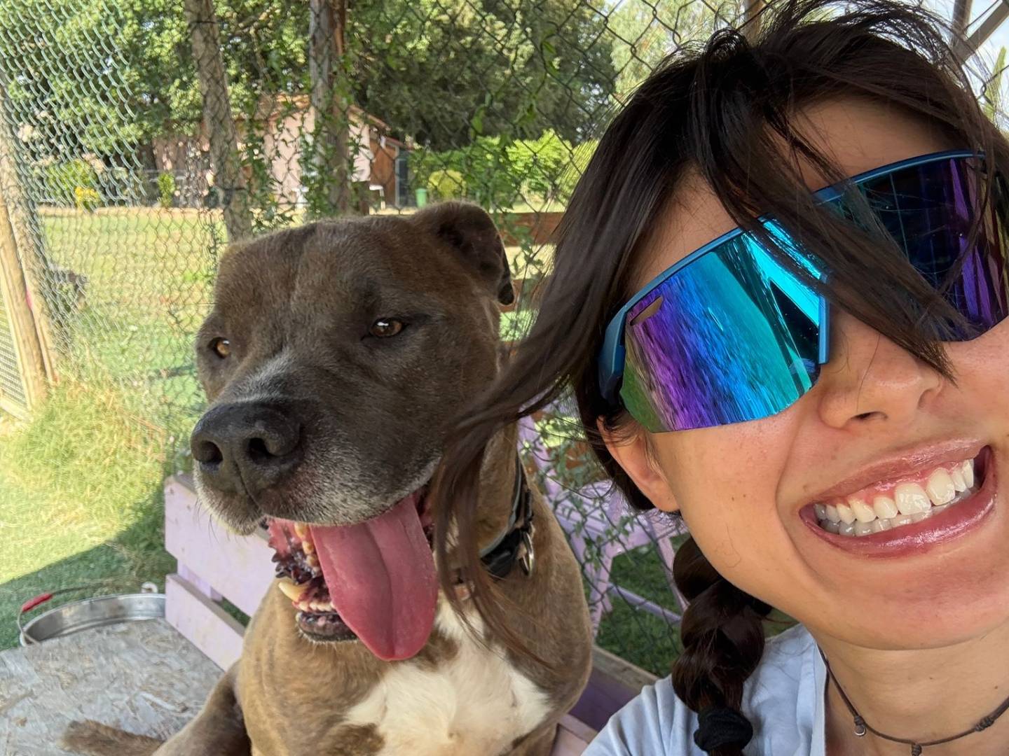 Vuoi adottare un cane a Pisa?