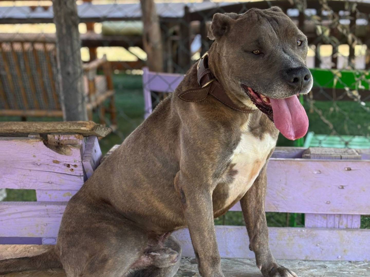 Adotta il cane Alvaro  a Pisa
