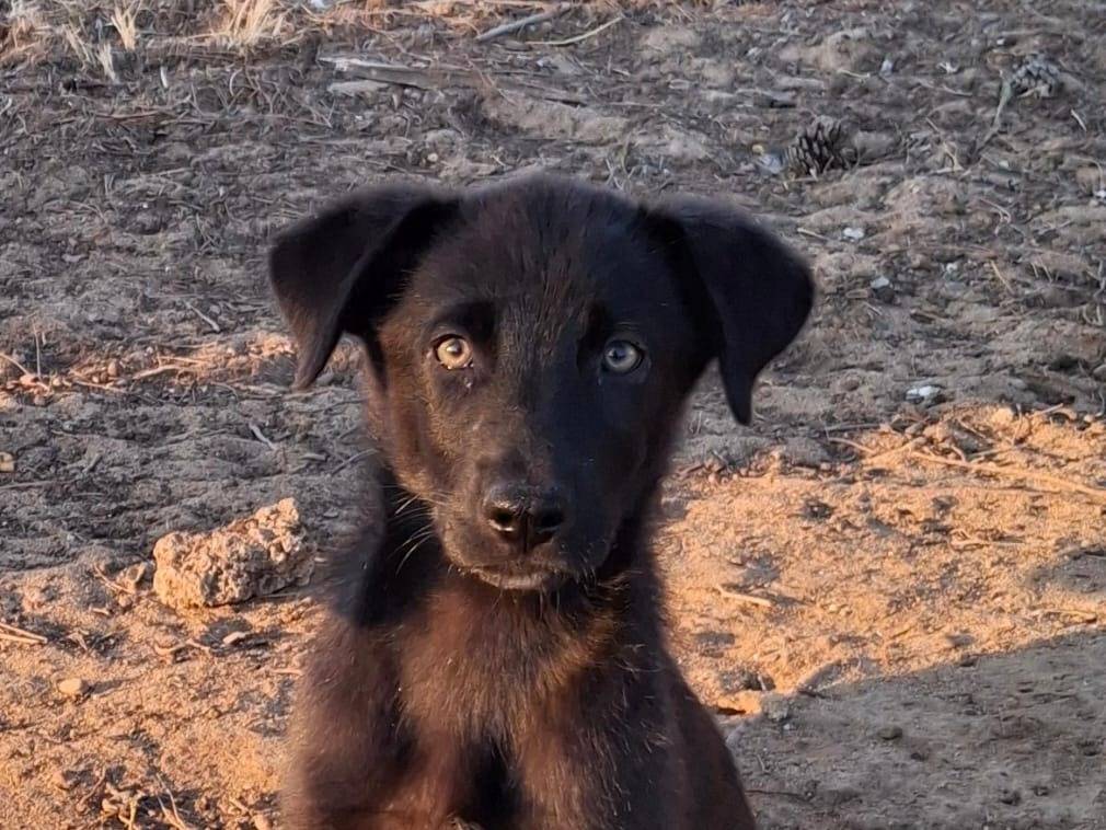 Adozione cane, femmina, Razza sconosciuta Razza sconosciuta, 1 mesi, taglia media, Crotone