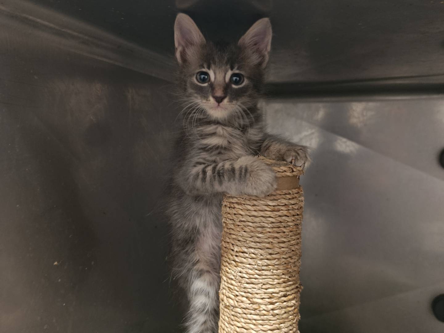 Adozione gatto, maschio, Razza sconosciuta Razza sconosciuta, 3 settimane, taglia non valida, Roma