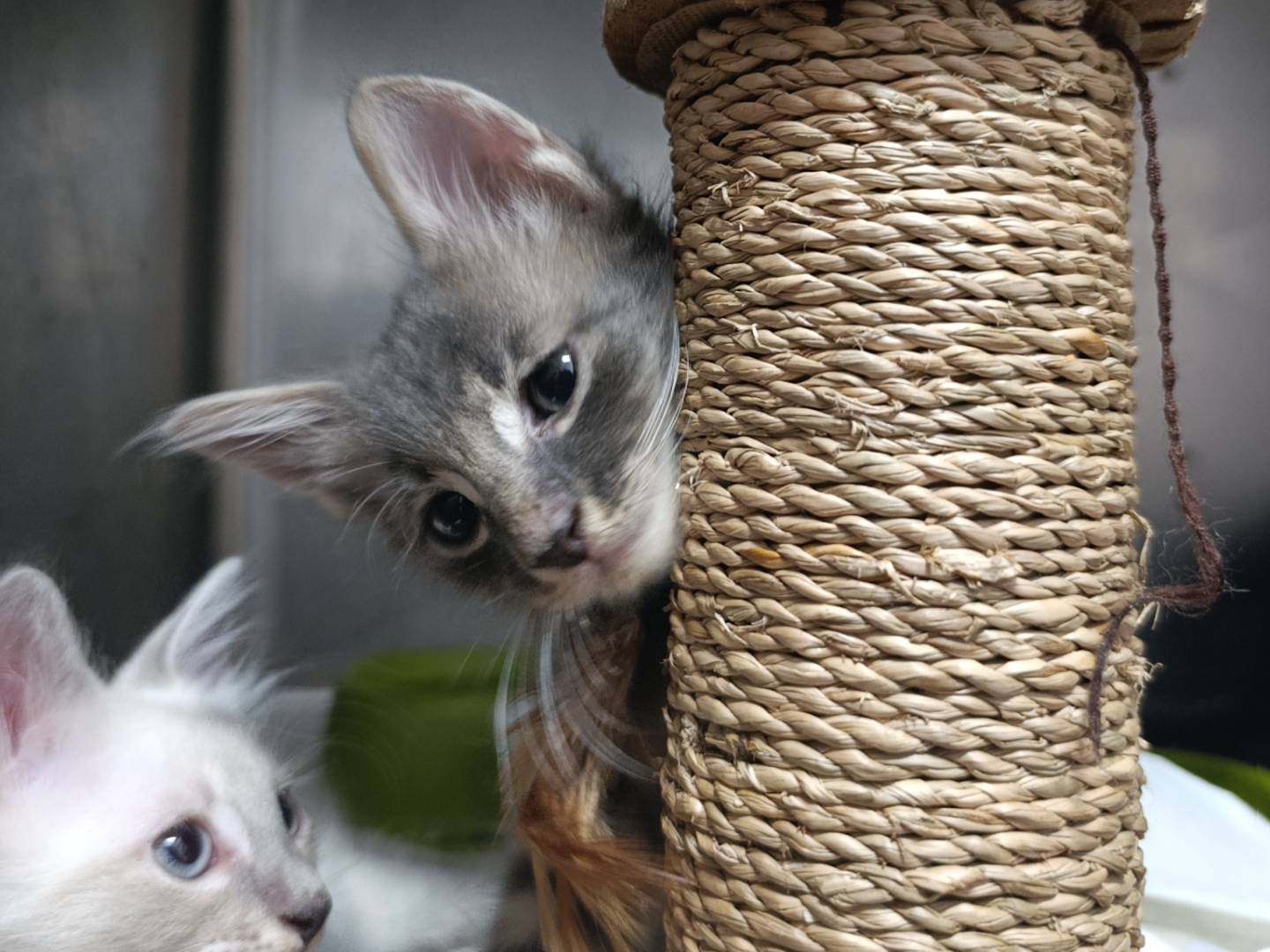 Adotta un gatto, taglia non valida, maschio, Roma