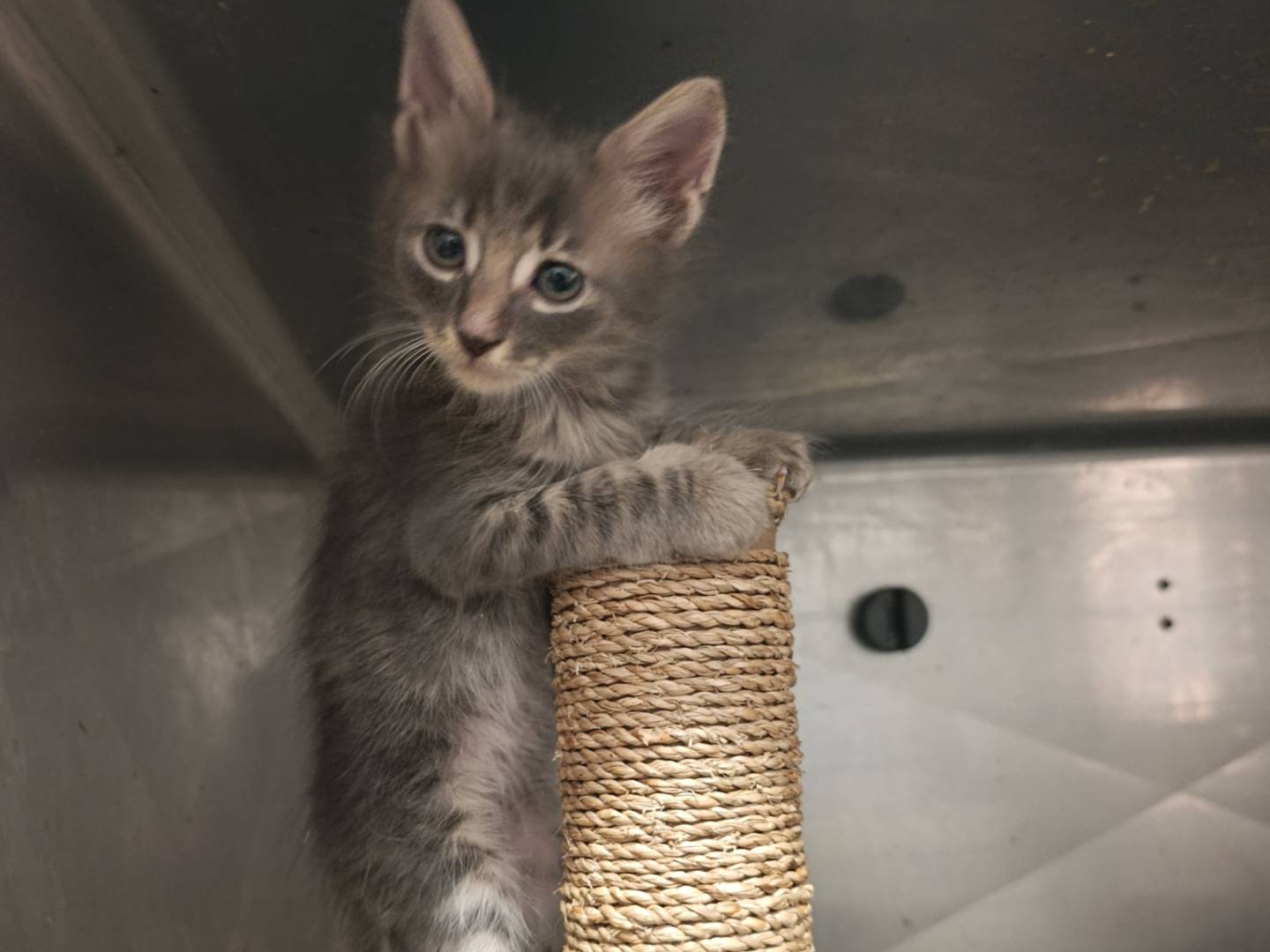 Vuoi adottare un gatto a Roma?