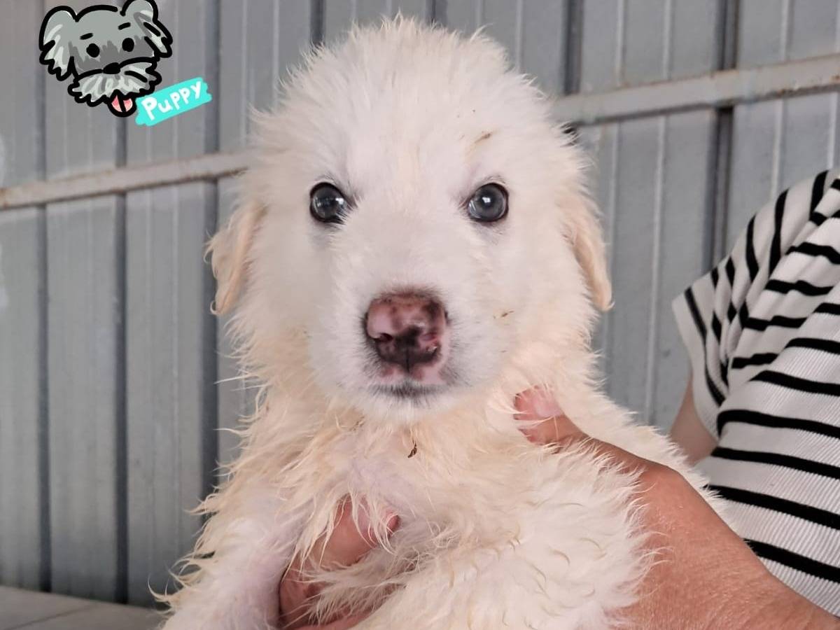 Adozione cane, maschio, Razza sconosciuta Razza sconosciuta, 2 mesi, taglia media, Padova