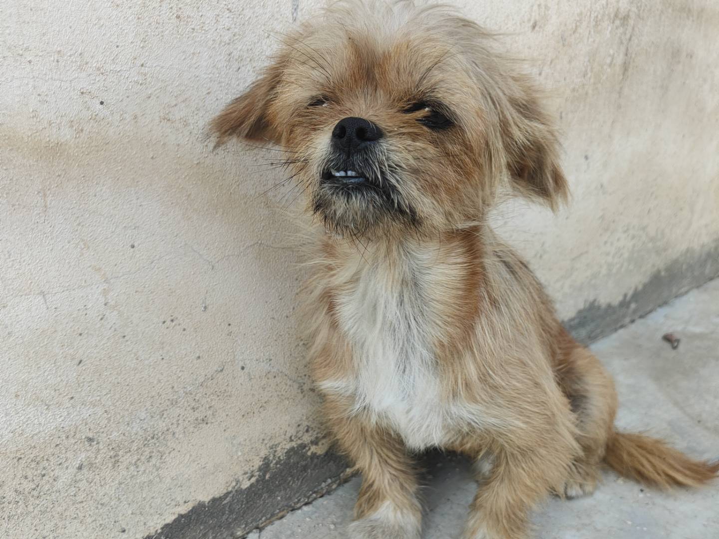 Adozione cane, maschio, Razza sconosciuta Razza sconosciuta, 2 anni e 6 mesi, taglia piccola, Caserta