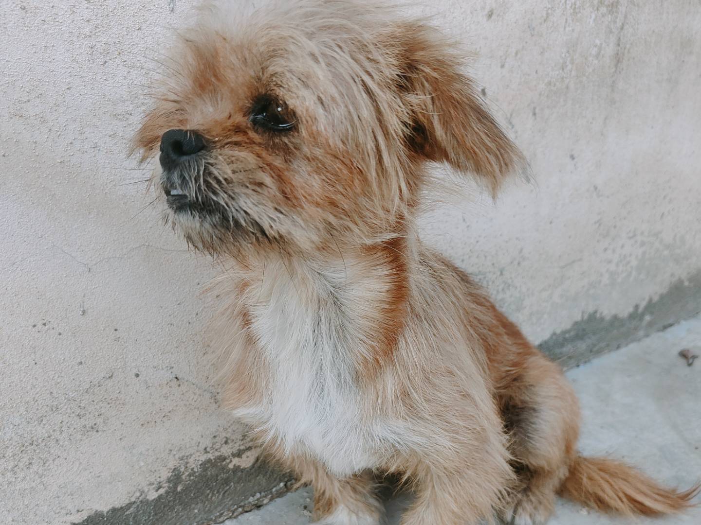 Adotta un cane, maschio, 2 anni e 6 mesi, Caserta