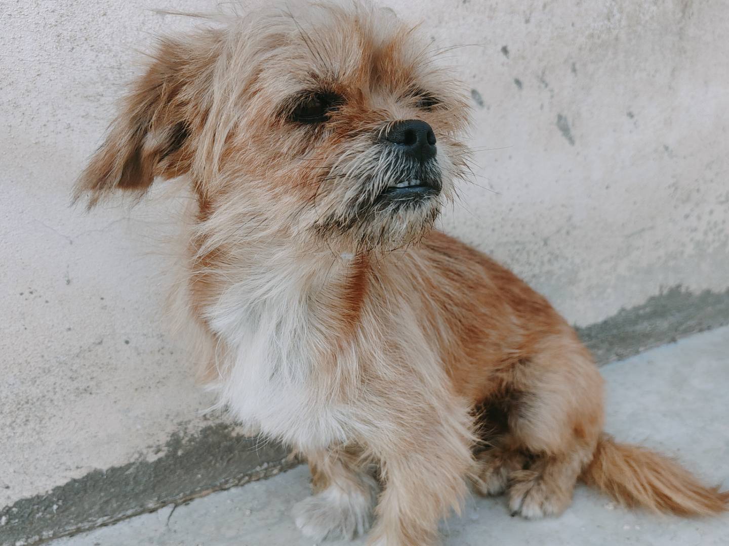 Adotta un cane, taglia piccola, maschio, Caserta