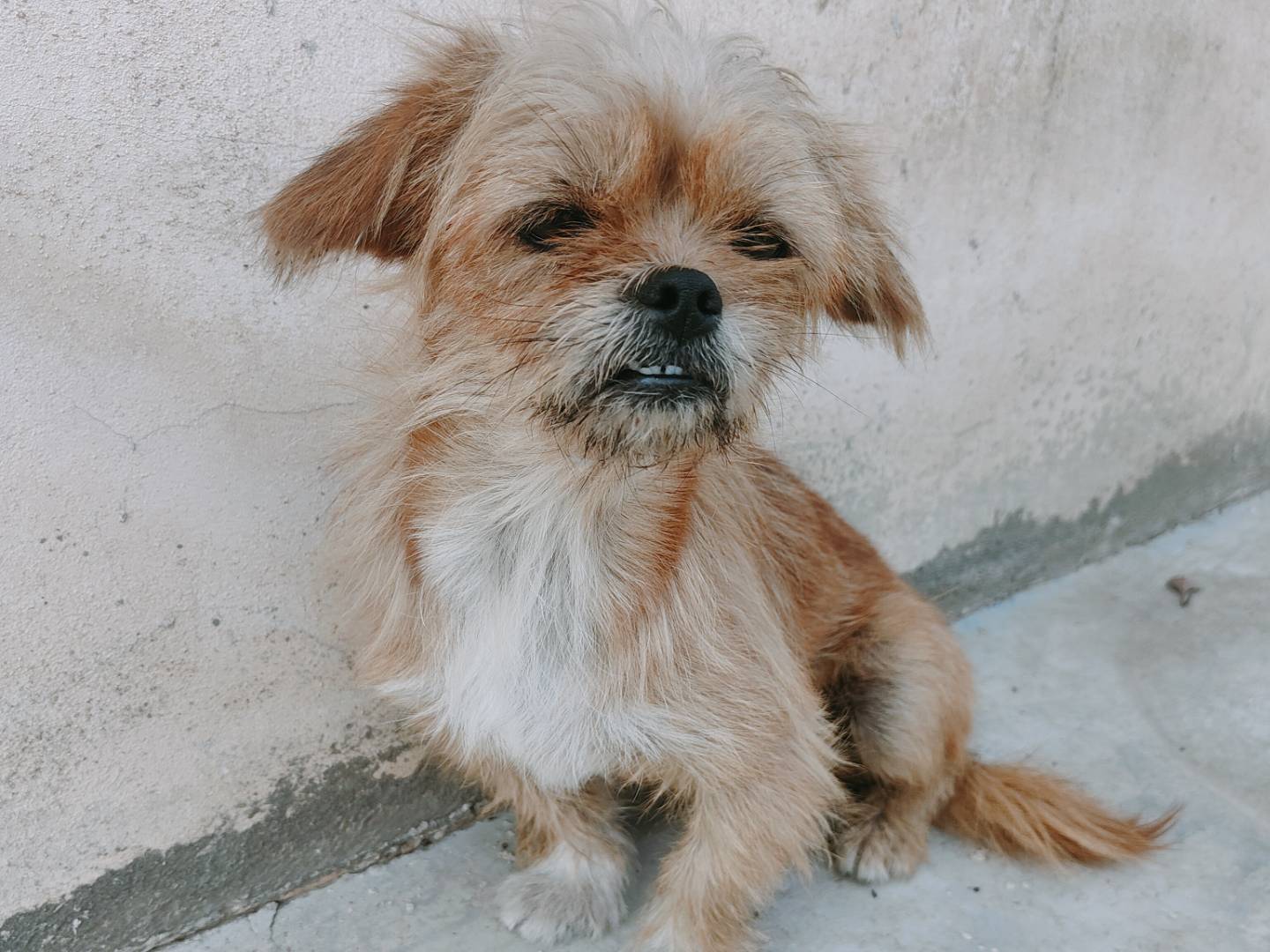 Vuoi adottare un cane a Caserta?