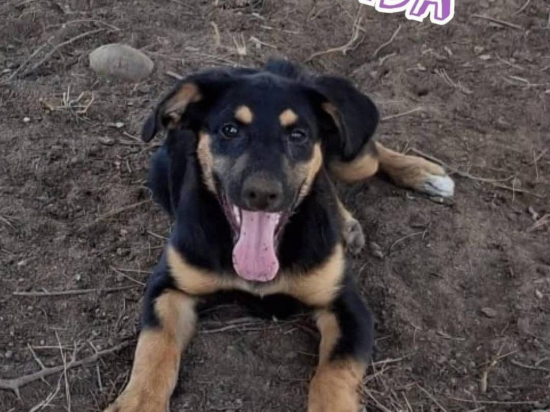 Adozione cane, femmina, Razza sconosciuta Razza sconosciuta, 4 mesi, taglia media, Crotone