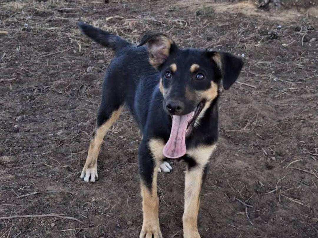 Adotta un cane, femmina, 4 mesi, Crotone