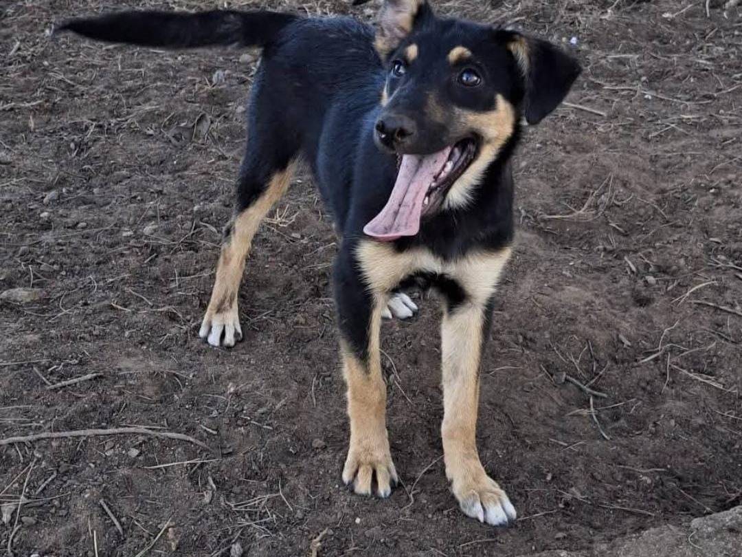 Adotta un cane, taglia media, femmina, Crotone