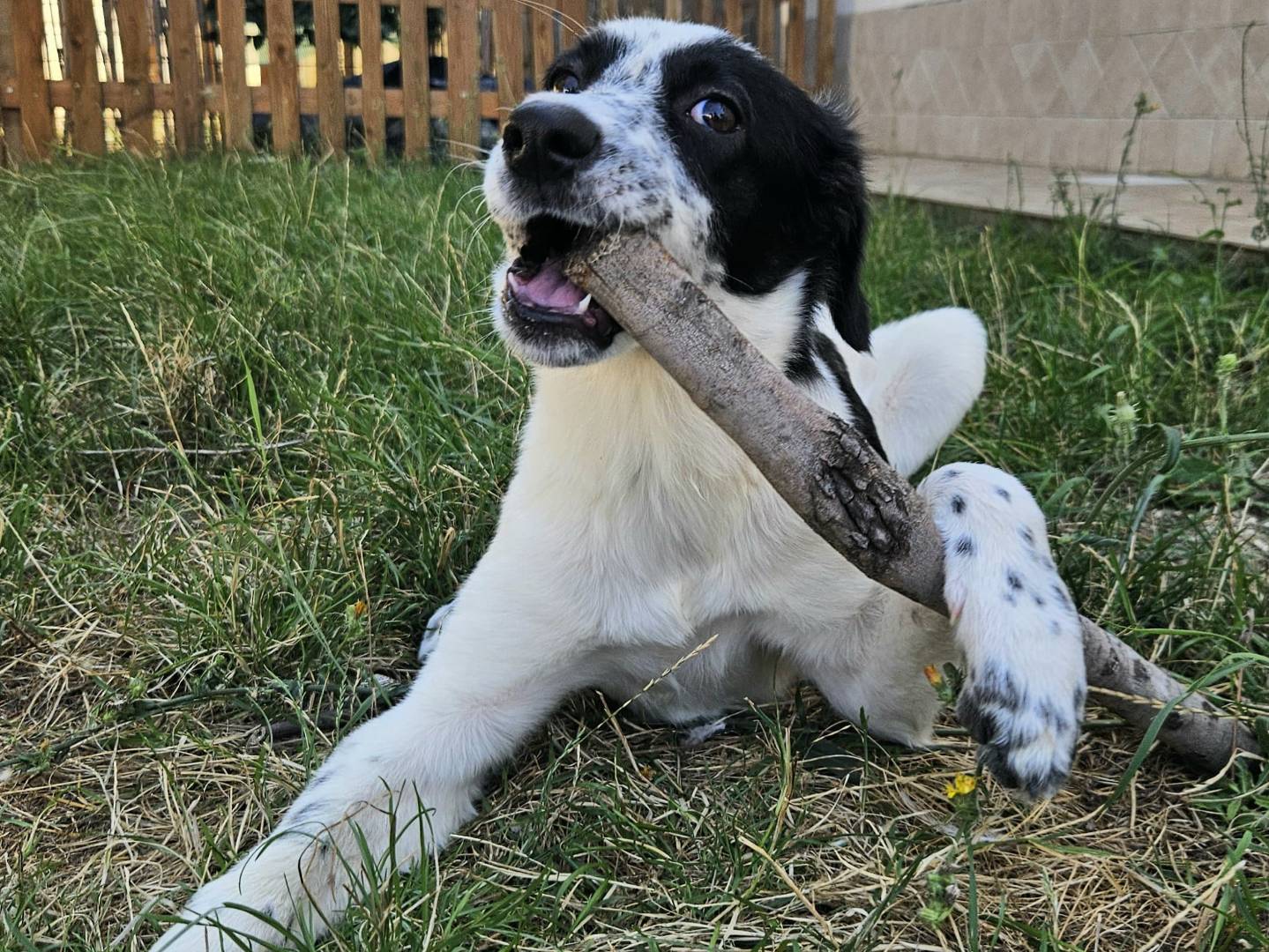 Adotta un cane, femmina, 2 mesi, Teramo