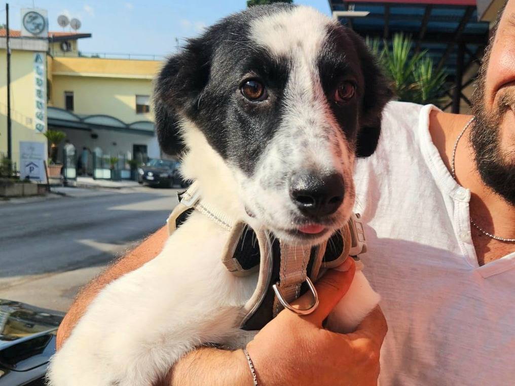 Adotta un cane, taglia media, femmina, Teramo