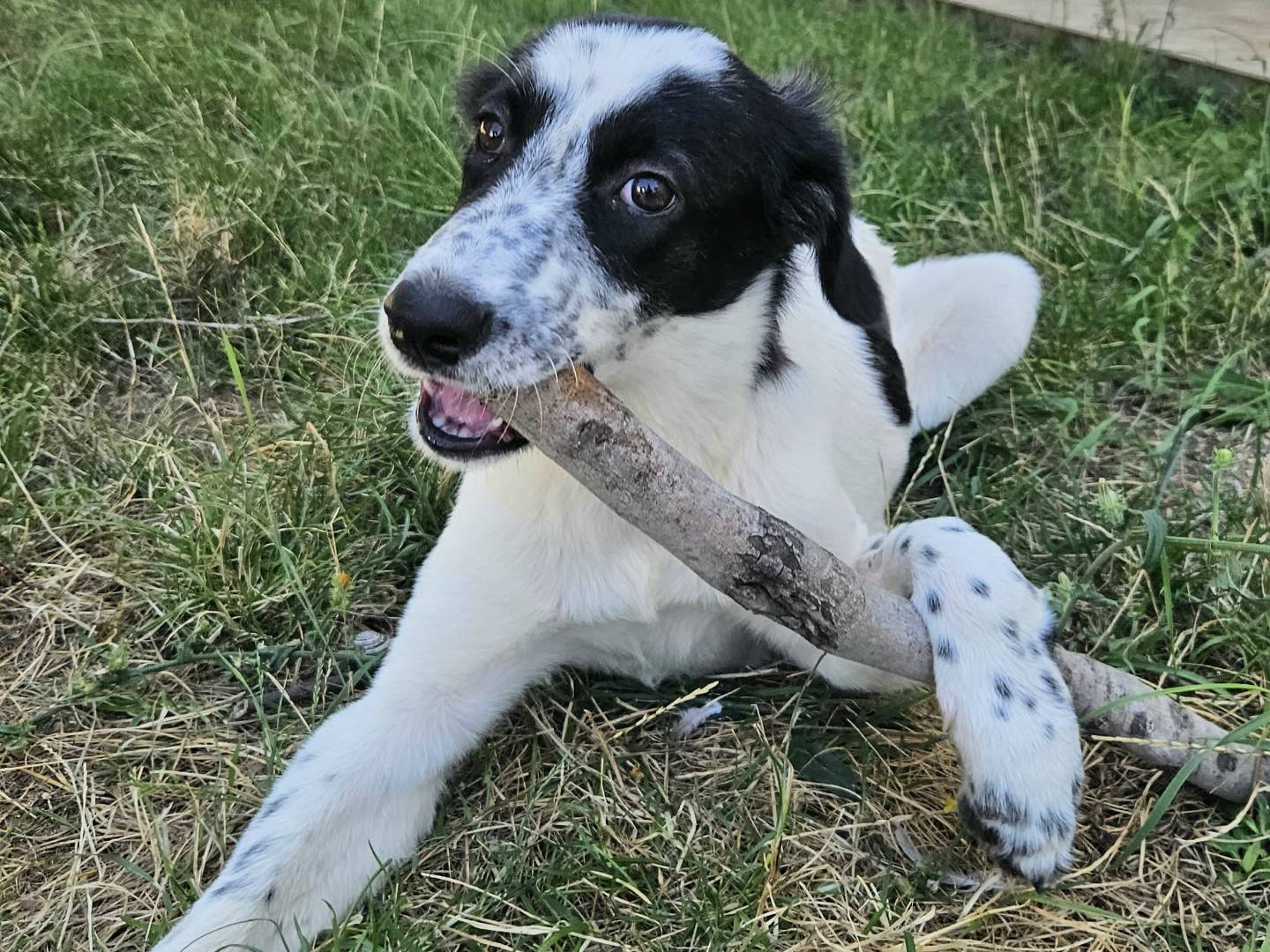 Vuoi adottare un cane a Teramo?