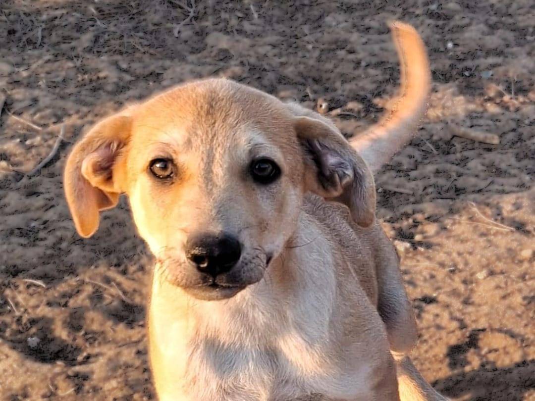 Adozione cane, maschio, Razza sconosciuta Razza sconosciuta, 2 mesi, taglia media, Crotone