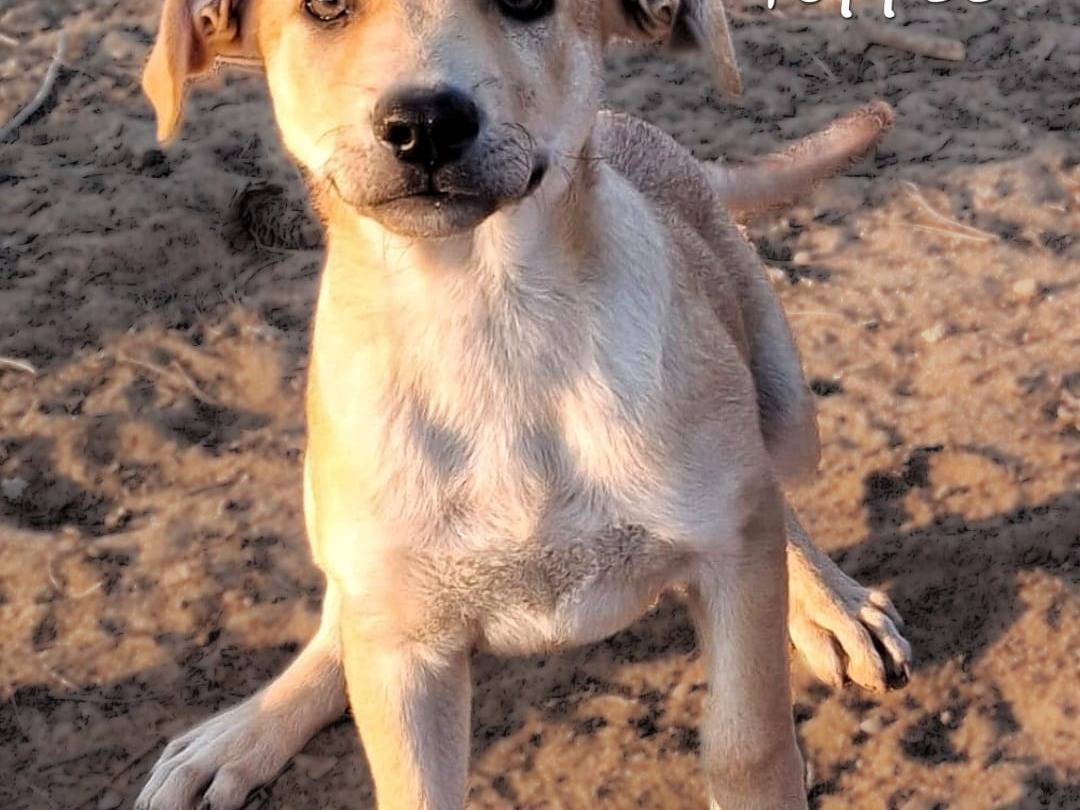 Adotta un cane, maschio, 2 mesi, Crotone