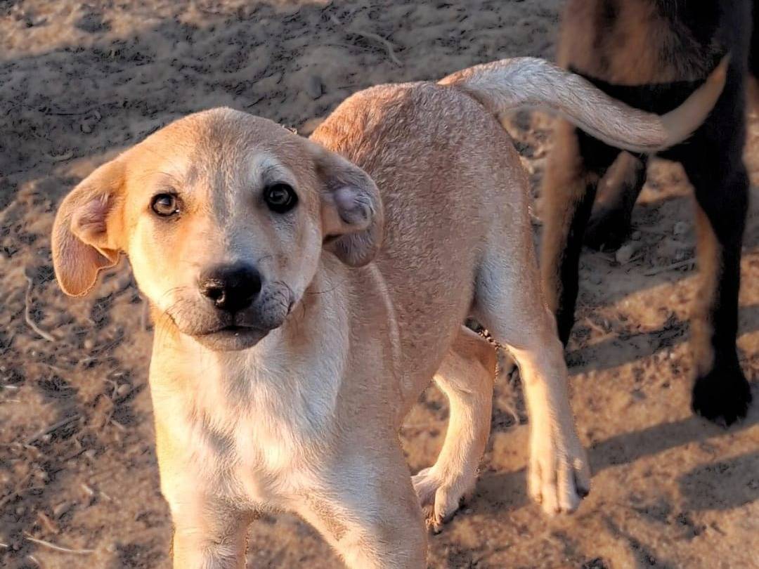 Adotta un cane, taglia media, maschio, Crotone