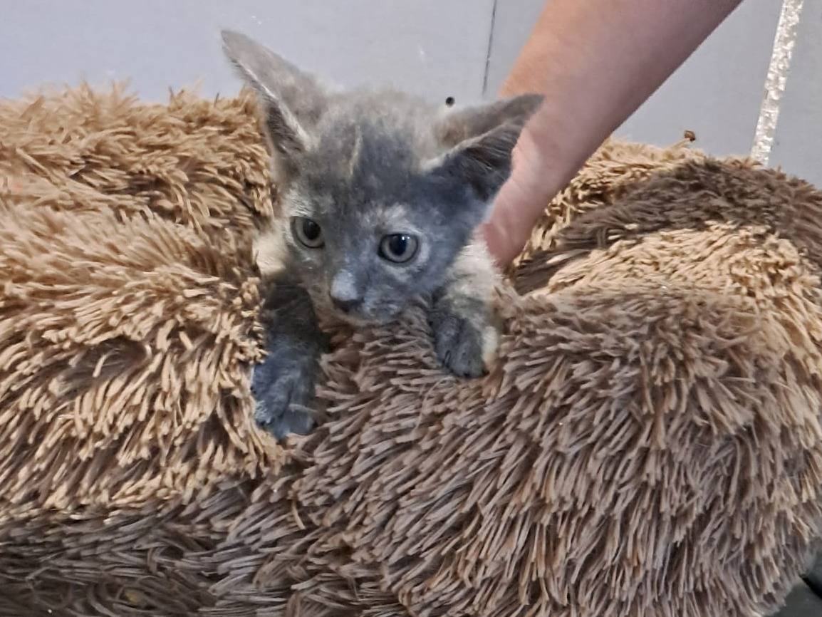 Adozione gatto, femmina, Razza sconosciuta Razza sconosciuta, 1 mesi, taglia non valida, Frosinone