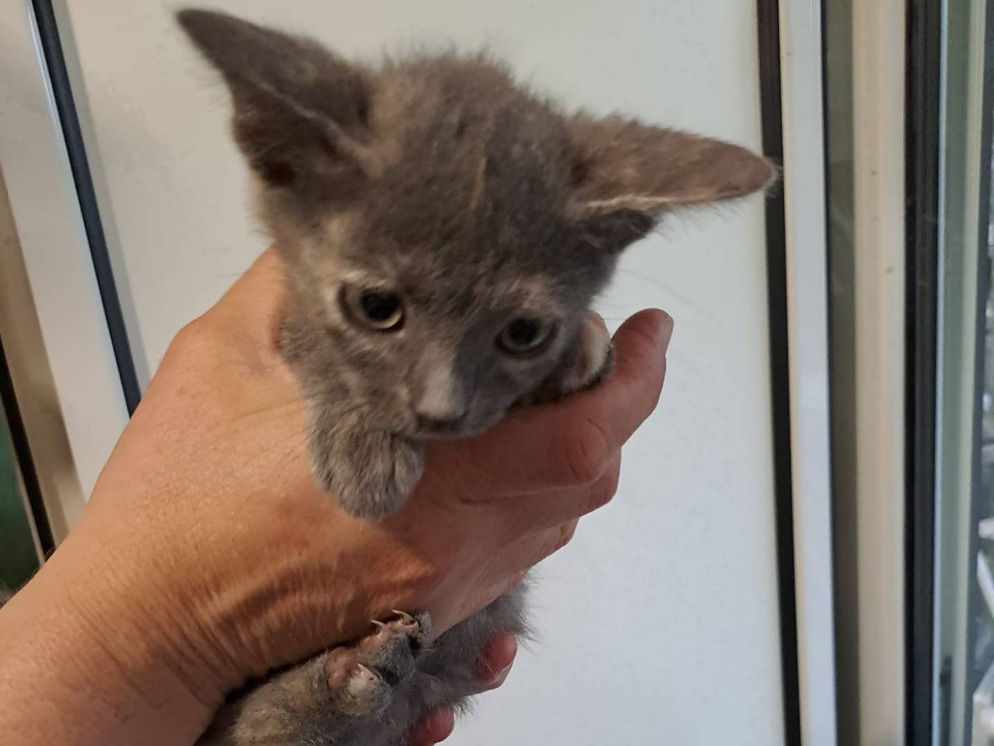 Adotta un gatto, femmina, 1 mesi, Frosinone