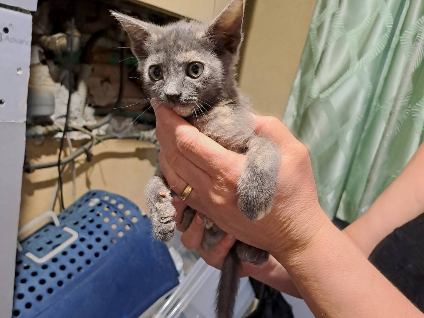 Adotta un gatto, taglia non valida, femmina, Frosinone