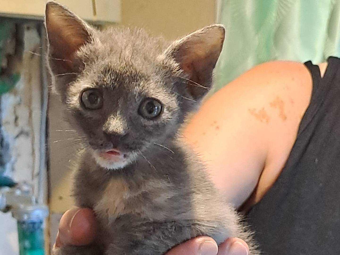 Vuoi adottare un gatto a Frosinone?
