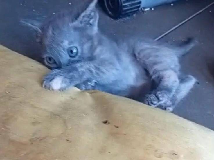 Adotta il gatto TEMPESTA a Frosinone
