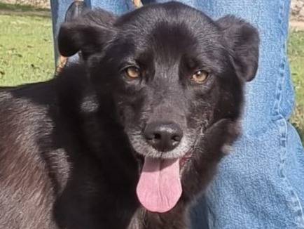 Adozione cane, femmina, Razza sconosciuta Razza sconosciuta, 7 anni, taglia media, Modena