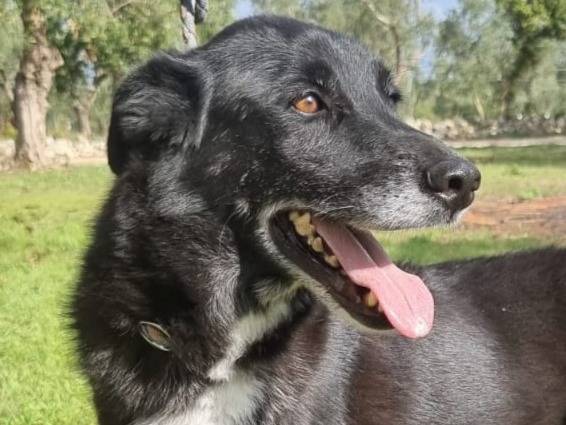 Adotta un cane, femmina, 7 anni, Modena