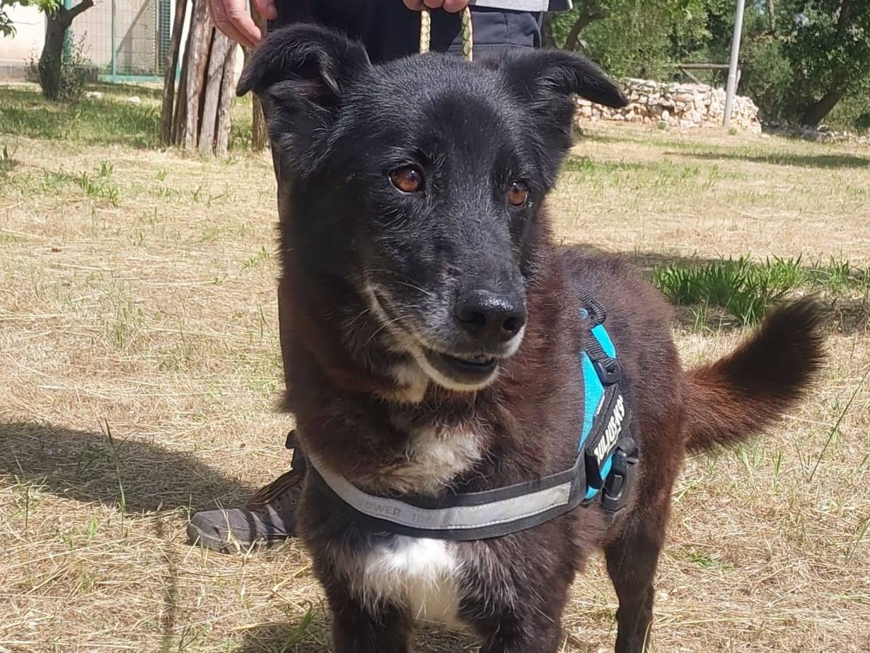 Vuoi adottare un cane a Modena?