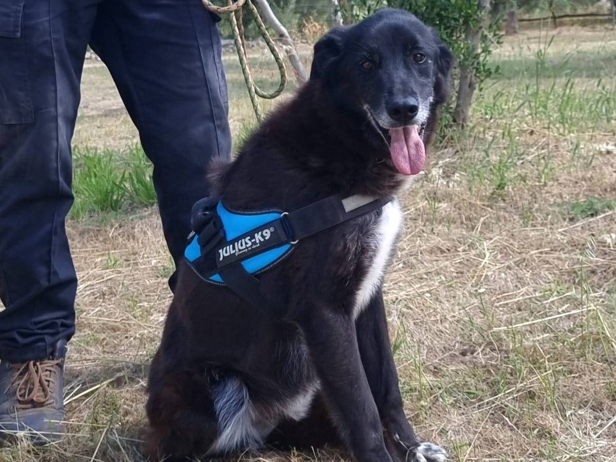 Adotta il cane Crik e Crok a Modena