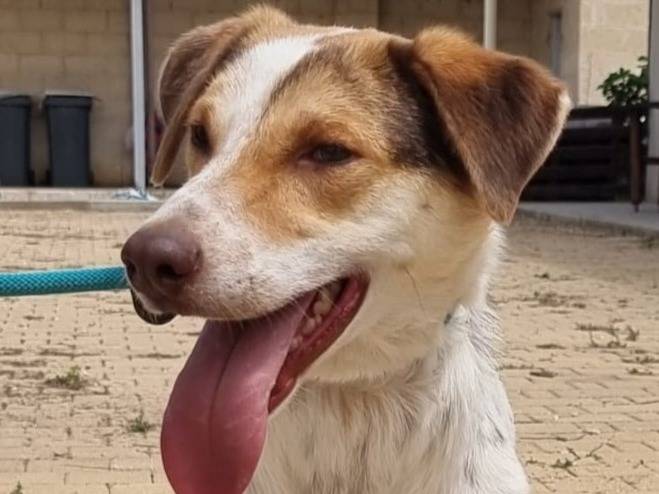 Adozione cane, maschio, Razza sconosciuta Razza sconosciuta, 3 anni e 2 mesi, taglia media contenuta, Bergamo